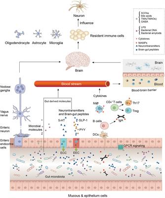 Implications of Gut Microbiota in Neurodegenerative Diseases